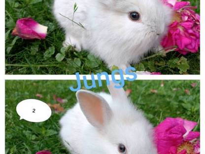 Zwergkaninchen