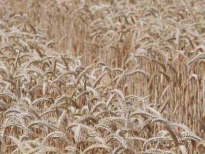 Bio Triticale ab Feld 2025