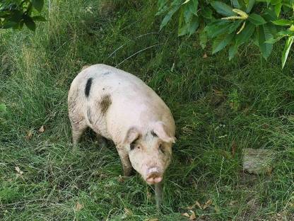 Jungsau Berkshire x Schwäbisch Hall x Duroc