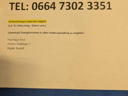 Bild 8:Löwenkopf-Zwergkaninchen zu verkaufen