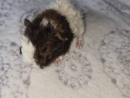 Meerschweinchen Babys männlich 2 Stk.