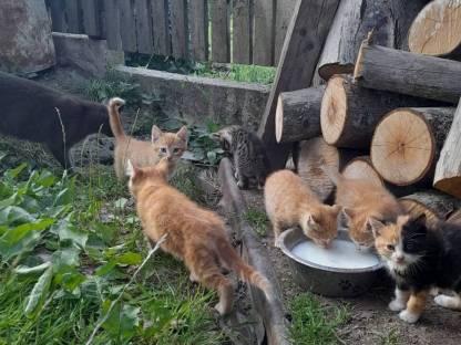 Babykatzen