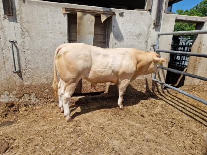 Bild 2:Blonde d’Aquitaine Deckstiere