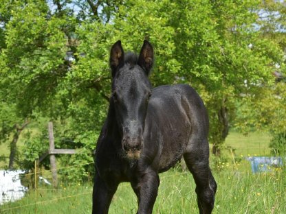 Bild 2:Noriker Mohrenkopf Hengstfohlen Flash M Elmar