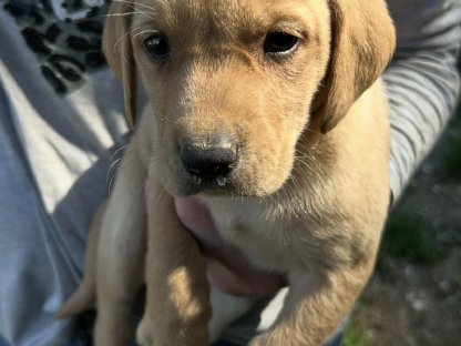 Labrador Mischlinge