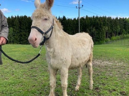 Bild 5:Barockesel Hengst, Zuchtstuten, Jungstuten, Junghengste