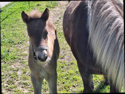 Bild 3:Isländer Islandpferde, Fohlen, Absetzer