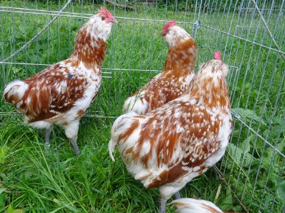 Bild 9:Thüringer Barthuhn