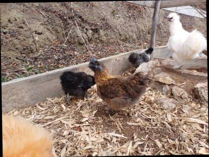 Bild 2:Weißer Hahn zu verschenken, Zwergseidenhühner, Zwergpaduaner