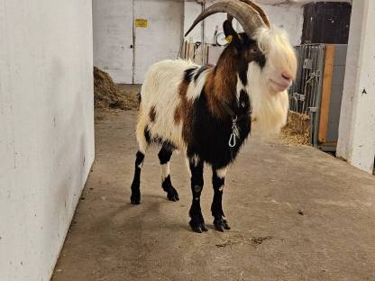 Tauernscheckenbock