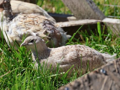 Bild 5:Wachtel Bruteier