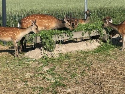 Bild 3:Sikawild Nippon Nippon