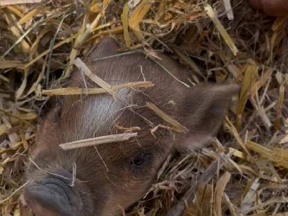 Bio Mini Kune Kune Ferkel zu verkaufen