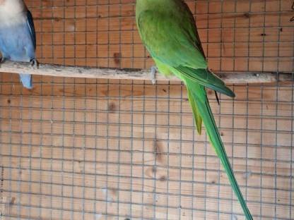 Bild 3:Halsbandsittich