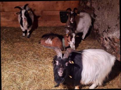 Bild 2:Zwergziegenbock zu verschenken