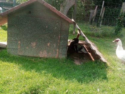 Bild 6:Enten- oder Hühnerstall zu verschenken