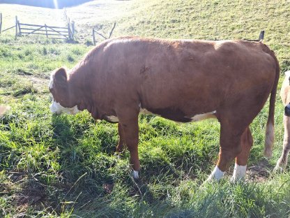 Verkaufe FV Kalbin