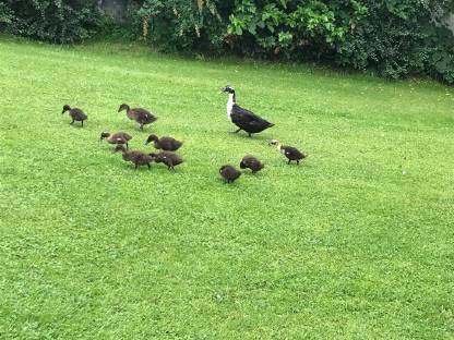 Bild 2:Laufenten zu vergeben