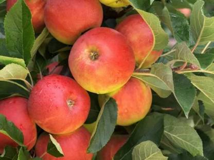 Äpfel Sorte: Elstar