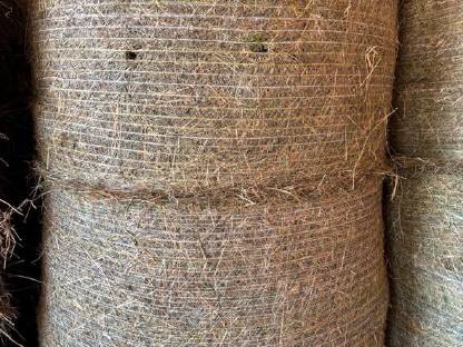 Bild 3:Heu 1. Schnitt 2025