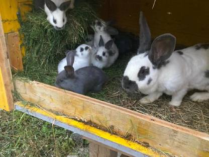 Bild 2:Kuschelhasen, Fleischhasen