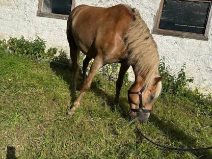 Bild 2:Haflinger Wallach, 8 Jahre