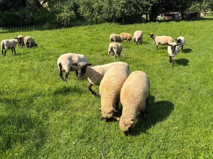 Bild 6:Shropshire Lämmer W/M