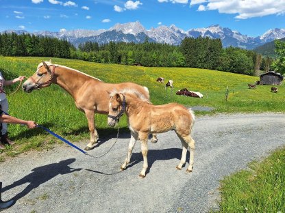 Bild 2:Haflingerhengstfohlen