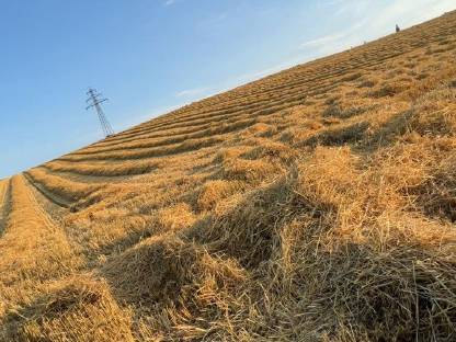 Suche Gersten- und Weizenstroh ab Feld