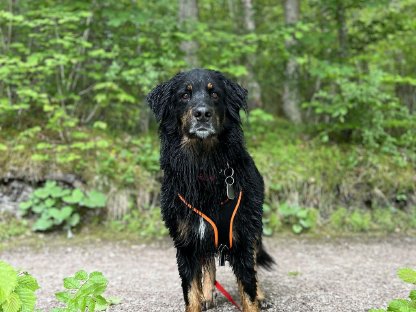 Suche Welpen aus Labrador, Golden Retriever & Bernersennen Hund