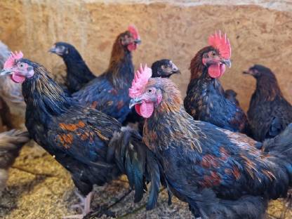 Bild 5:Marans Hähne