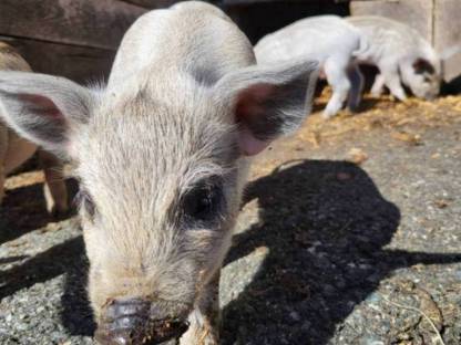 Bio Mangaliza Ferkel