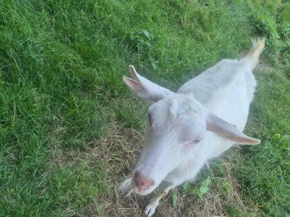 Bild 5:Reinrassige Saanenziege