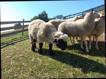 Bild 5:Walliser Schwarznasenschafe