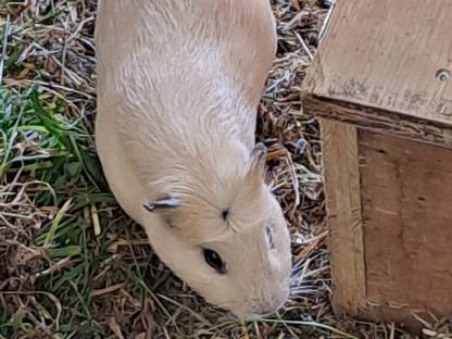 Bild 3:Meerschweinchen