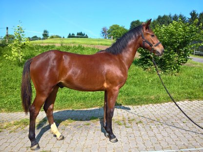 Bild 3:Warmbluthengstfohlen