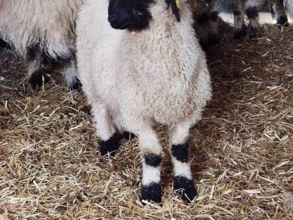 Bild 2:2 Walliser Schwarznasen Auenlämmer