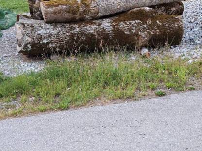 Bild 2:Eschen Rundholz