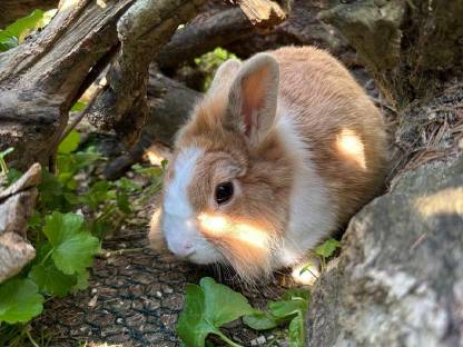 Bild 2:2 süße Zwerghasen