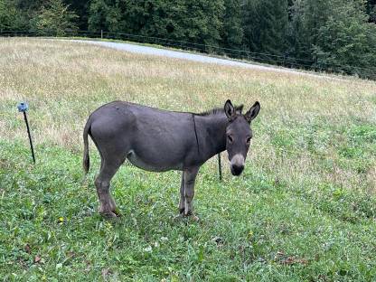 Deckhengst gesucht, vergebe Weide für Esel/Einstellplatz