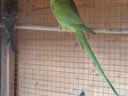 Bild 2:Halsbandsittich