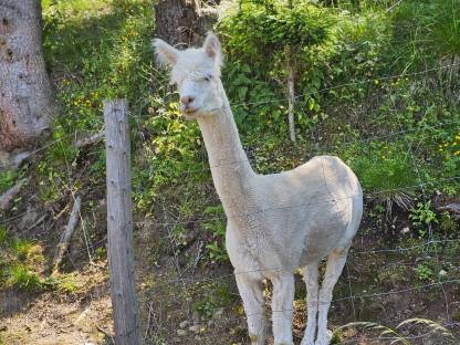 Bild 2:Alpaka Hengst