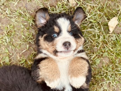 Bild 8:Reinrassige Berner Sennen Welpen