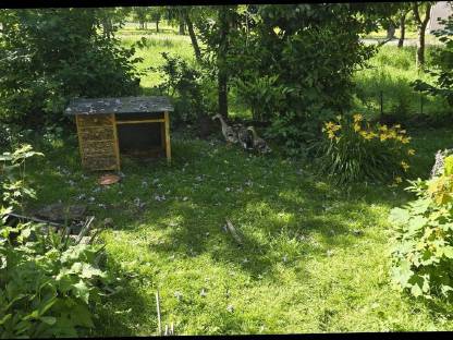 Bild 5:Bruteier oder Küken