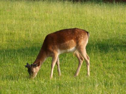 Bild 4:Damwild Damhirsch