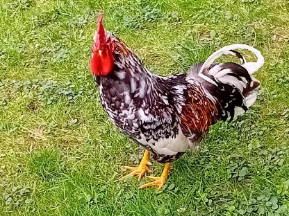 Bild 9:Bruteier - Lavender Araucaner, Seidenhühner, Blumenhühner