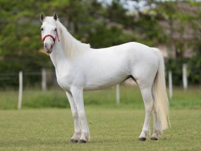 Schöne Ponystute zu verkaufen