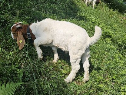 Burenziegen Bock