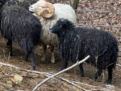 2 schwarze Ouessantschaf Auen