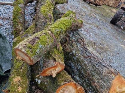 Bild 2:Kirschenholz Stammholz